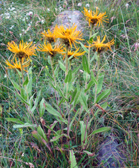 Pentanema orientale