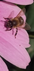 Apis mellifera
