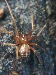 Lepthyphantes
