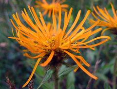 Pentanema orientale