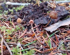Mycena sanguinolenta