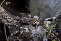 Sceloporus parvus