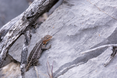 Sceloporus parvus