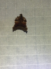 Clydonopteron sacculana