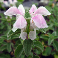 Lamium tomentosum