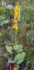 Ligularia subsagittata