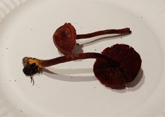 Cortinarius neosanguineus