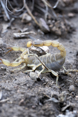 Paruroctonus gracilior