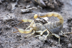 Paruroctonus gracilior