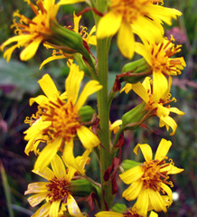 Ligularia subsagittata