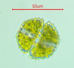 Cosmarium superbum