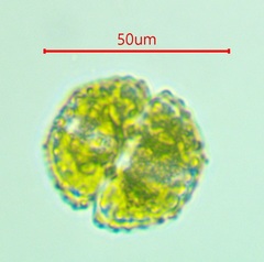 Cosmarium superbum