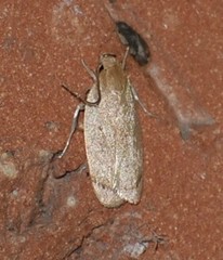 Antaeotricha haesitans
