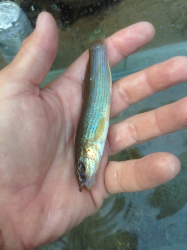 Fundulus cryptocatenatus