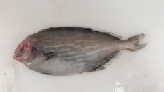 Schedophilus medusophagus