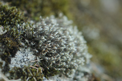 Hedwigia stellata