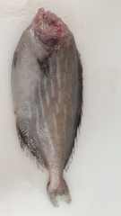 Schedophilus medusophagus