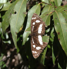 Phaedyma shepherdi