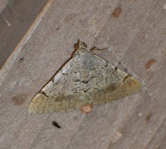 Frederickia flaviterminata