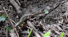 Aspidoscelis laredoensis