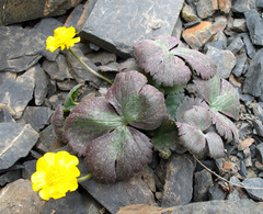 Ranunculus arachnoideus