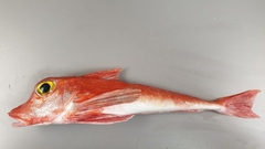 Chelidonichthys cuculus