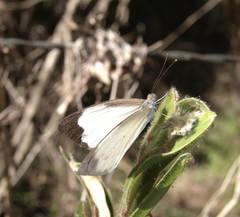 Elodina