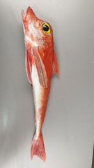 Chelidonichthys cuculus