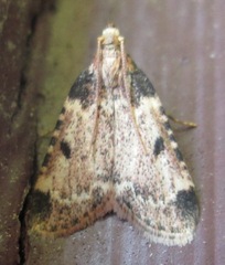 Aglossa costiferalis
