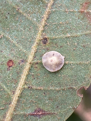 Paracraspis guadaloupensis