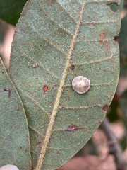 Paracraspis guadaloupensis