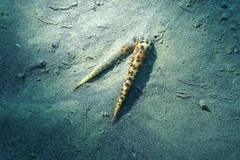 Terebra subulata