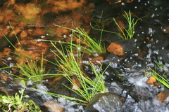 Isolepis striata