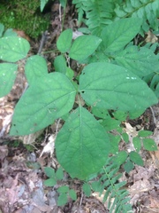Hylodesmum
