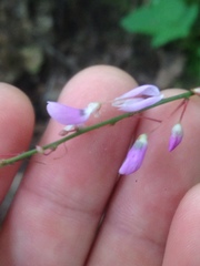 Hylodesmum