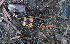 Nicrophorus investigator