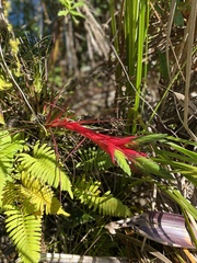 Tillandsia punctulata