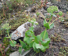 Hylotelephium caucasicum