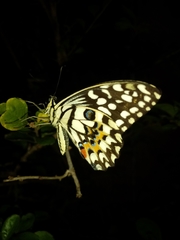Papilio demoleus