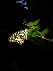 Papilio demoleus