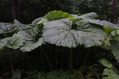 Petasites japonicus