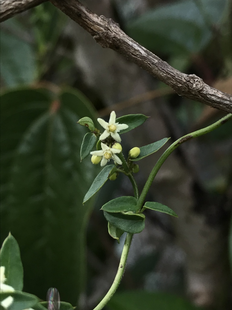 Scyphostelma tenellum