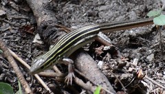 Aspidoscelis laredoensis