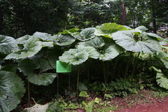 Petasites japonicus