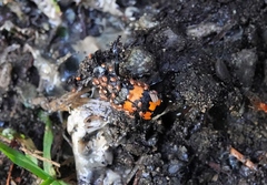 Nicrophorus investigator