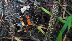 Nicrophorus investigator