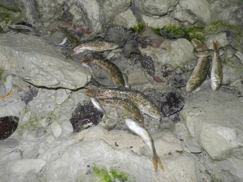 Mediterranean barbel (Barbus meridionalis) — Cyprinidae