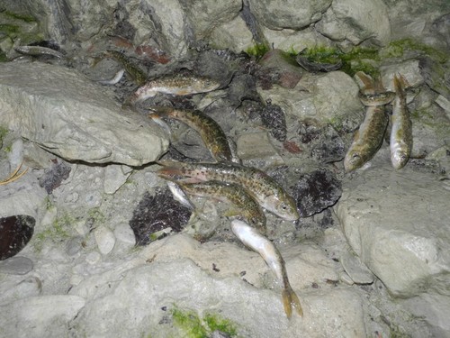 Mediterranean barbel (Barbus meridionalis) — Cyprinidae