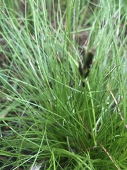 Carex breviculmis