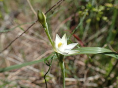 Thelymitra albiflora